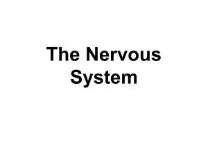 The Nervous System