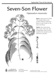 Seven-Son Flower - Arnold Arboretum