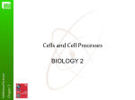 Cells and cell process