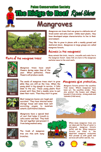 Parts of the mangrove trees: Mangroves give protection. Animals in