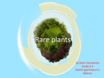13288_Rare_plants