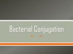 Bacterial Conjugation