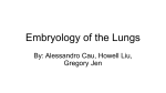 Embryology of the Lungs