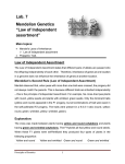 Lab. 7 Mendelian Genetics “Law of Independent assortment”