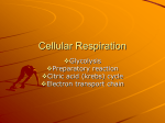 Cellular Respiration