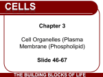 Cell Structure and Function