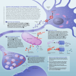 Death or Damage of Dopamine neurons