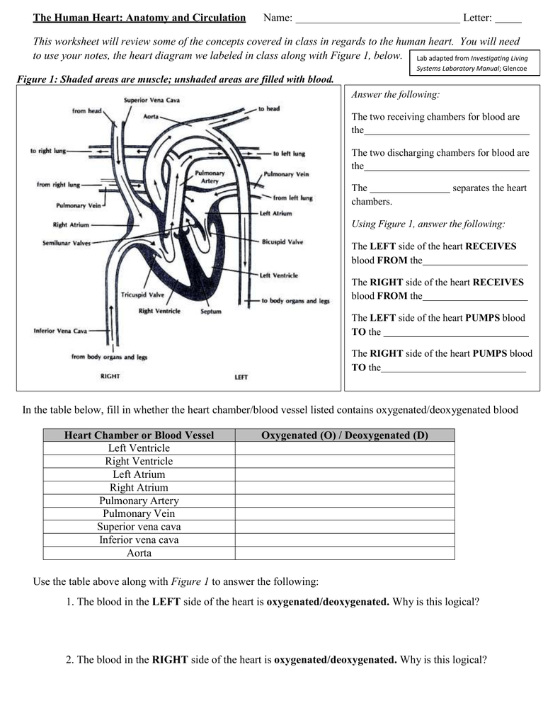 The Human Heart Anatomy And Circulation Worksheet Answers ...