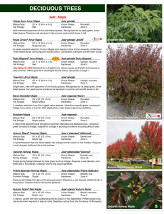 deciduous trees - Jeffries Nurseries Ltd.