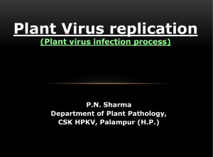 Plant Virus replication