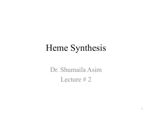 2-Heme Synthesis
