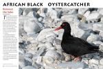 AFRICAN bLACK OYSTERCATCHER - Percy FitzPatrick Institute of