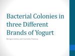 Bacterial Colonies in three Different Brands of Yogurt
