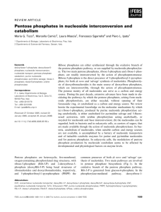 Pentose phosphates in nucleoside interconversion and catabolism