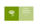 Gram-Negative Bacteria - Mrs. Yu`s Science Classes