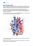 Ns Functions of the heart