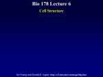 Biol 178 Lecture 6