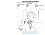 Excretory (Urinary) System