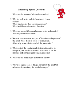 Circulatory System Questions