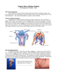 Chapter Three: Phylum Cnidaria