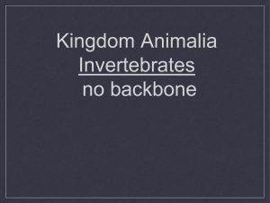 Invertebrates – have no backbone