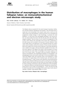 Distribution of macrophages in the human fallopian tubes: an