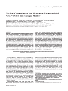 Cortical connections of the visuomotor parietooccipital
