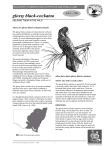 Factsheet - glossy black cockatoo (PDF - 337KB)