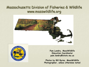 Wildlife in Massachusetts