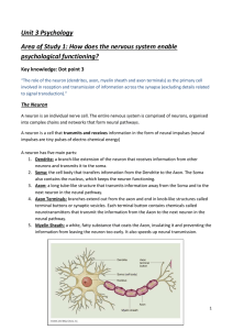 The Neuron - MsHughesPsychology