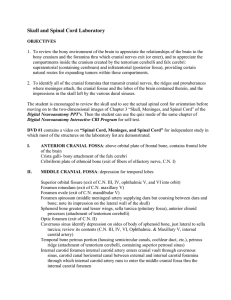 Skull and Spinal Cord Laboratory