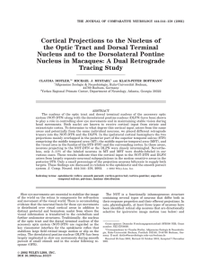 Cortical projections to the nucleus of the optic tract and dorsal