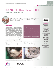 Feline calicivirus - American Association of Feline Practitioners