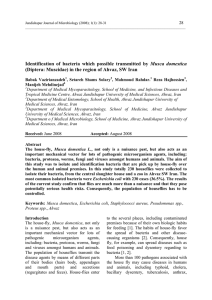 Identification of bacteria which possible transmitted by Musca