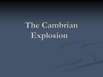 The Cambrian Explosion What is the Cambrian Explosion?!?!