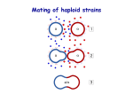 Mating of haploid strains