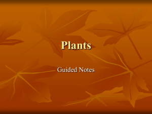 Plants