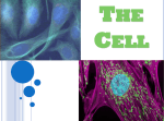 The Cell