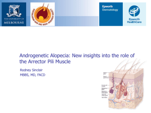 Androgenetic Alopecia: New insights into the role of the Arrector Pili