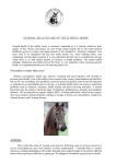 Care of elderly horses - The Acorns Equine Clinic
