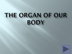 The organ of our Body