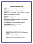 Circulatory System Study Guide