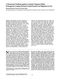 A Monoclonal Antibody against a Laminin