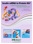 Insulin mRNA to Protein Kit© A 3DMD Paper BioInformatics and Mini