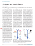 The yin and yang of cortical layer 1