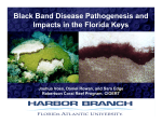 Black Band Disease Pathogenesis and Impacts in the Florida Keys