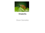 Insects - OG Science Pages