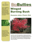 Burning Bush - Natural Biodiversity