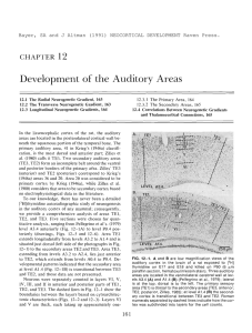 Development of the Auditory Areas