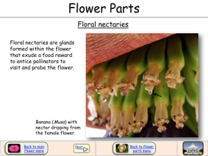 Flower Parts